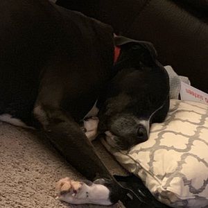 Meet your Posher, Anne